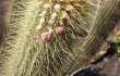 Preview photo Micranthocereus auriazureus