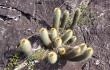 Preview photo Micranthocereus auriazureus