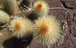 Anteprima di Micranthocereus auriazureus