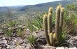 Anteprima di Micranthocereus auriazureus