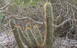 Anteprima di Micranthocereus auriazureus