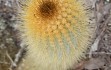 Preview photo Micranthocereus auriazureus