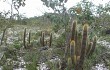 Preview photo Micranthocereus auriazureus