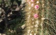 Vista previa de Micranthocereus auriazureus