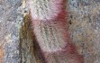 Anteprima di Micranthocereus violaciflorus