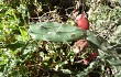 Preview photo Opuntia retrorsa