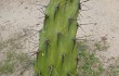 Preview photo Opuntia retrorsa