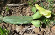 Preview photo Opuntia retrorsa