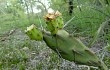 Preview photo Opuntia retrorsa