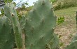 Anteprima di Opuntia elata