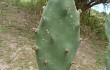 Anteprima di Opuntia elata