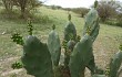 Anteprima di Opuntia elata