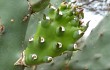 Anteprima di Opuntia elata