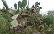 Anteprima di Opuntia elata