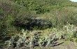 Preview photo Opuntia elata