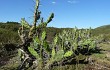 Anteprima di Opuntia elata