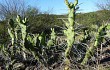 Preview photo Opuntia elata