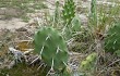 Anteprima di Opuntia elata