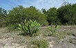 Vista previa de Opuntia elata