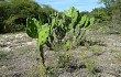 Preview photo Opuntia elata