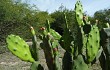 Vista previa de Opuntia elata