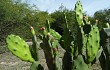 Vista previa de Opuntia elata