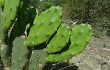 Anteprima di Opuntia elata