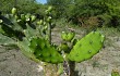 Vista previa de Opuntia elata