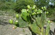 Anteprima di Opuntia elata