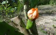 Vista previa de Opuntia elata