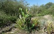 Preview photo Opuntia elata