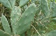 Anteprima di Opuntia elata