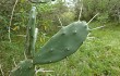 Anteprima di Opuntia elata