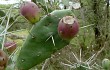 Anteprima di Opuntia elata