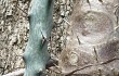 Vista previa de Cereus spegazzinii