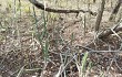 Anteprima di Cereus spegazzinii