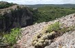 Vista previa de Parodia neobuenekeri