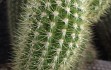 Anteprima di Pilosocereus aurisetus