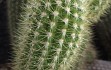 Preview photo Pilosocereus aurisetus