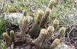 Anteprima di Pilosocereus aurisetus