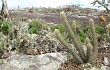 Vista previa de Pilosocereus aurisetus