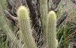 Preview photo Pilosocereus aurisetus