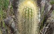 Anteprima di Pilosocereus aurisetus