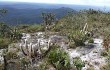 Anteprima di Pilosocereus aurisetus