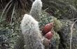 Anteprima di Pilosocereus aurisetus