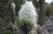 Anteprima di Pilosocereus aurisetus