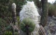 Preview photo Pilosocereus aurisetus