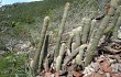 Anteprima di Pilosocereus aurisetus