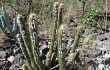 Preview photo Pilosocereus aurisetus