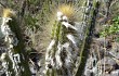 Preview photo Pilosocereus aurisetus